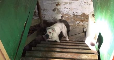 Un hombre se muda a una nueva casa y encuentra un perro abandonado en el sótano: ¡la reacción del perro no tiene precio!