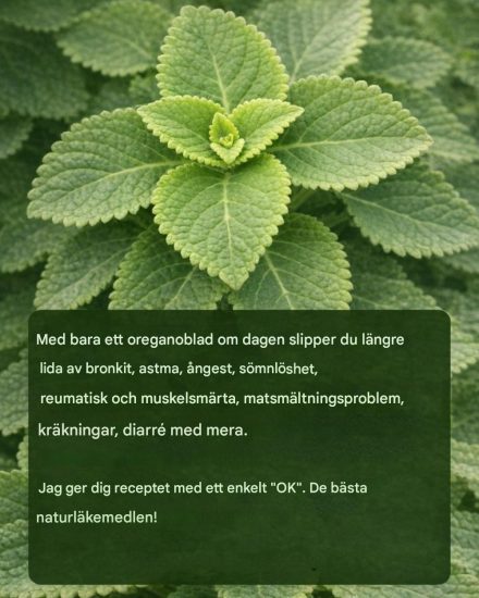 Oregano Orejón: Ett blad om dagen för att stödja hälsan