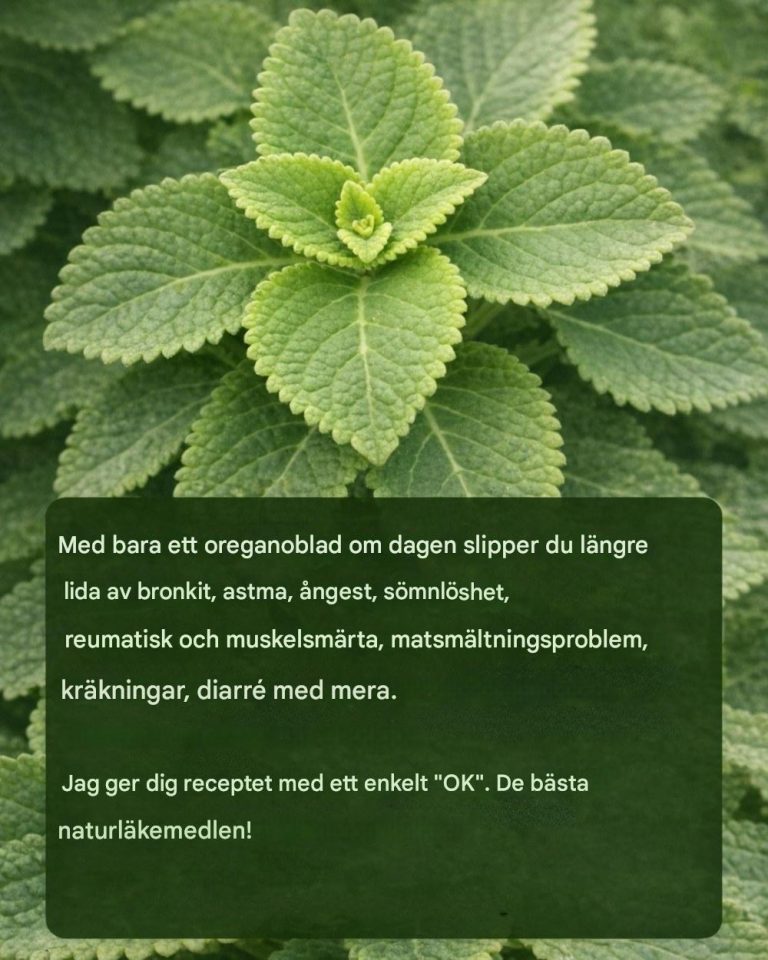 Oregano Orejón: Ett blad om dagen för att stödja hälsan