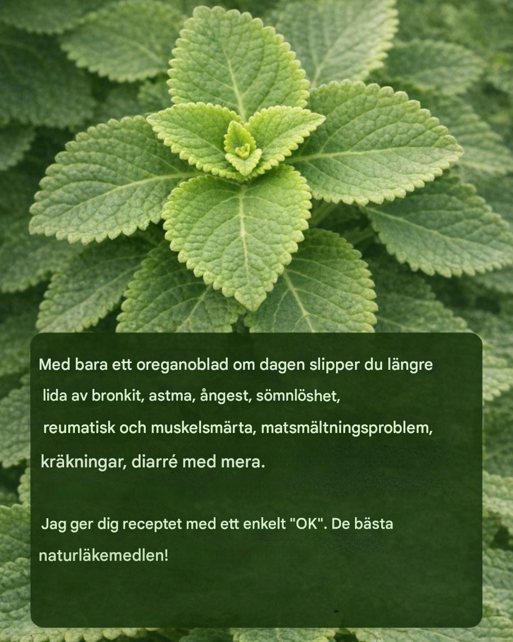 Oregano Orejón: Ett blad om dagen för att stödja hälsan
