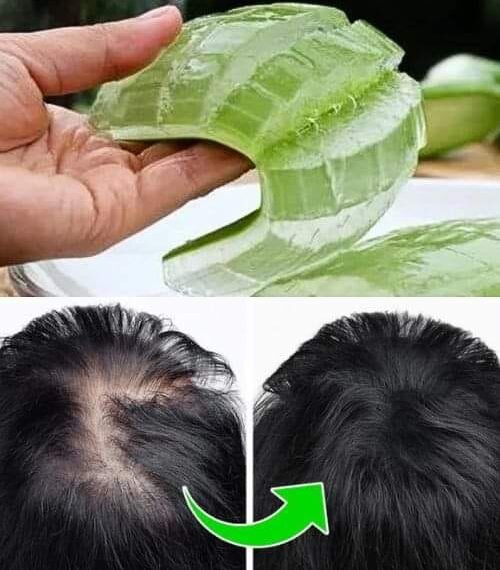 Vad aloe vera gör med din kropp: Varför kallade egyptierna den odödlighetens växt?
