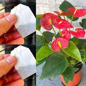 Anthurium: en påse per månad räcker för att orsaka en explosion av blommor.