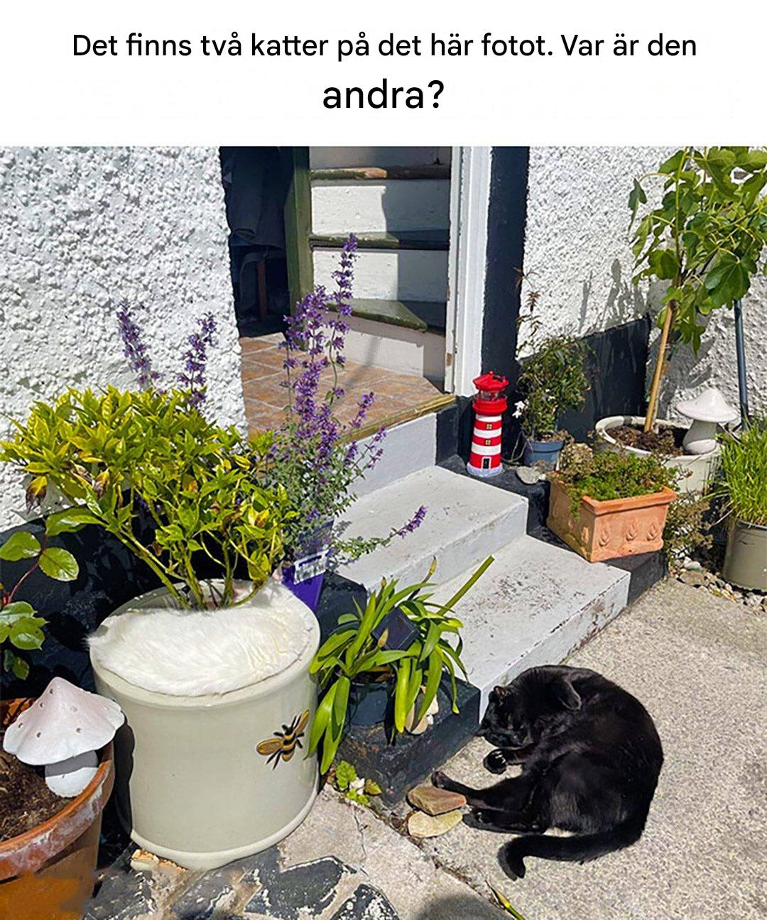 Endast de mest skarpsinniga kommer att kunna upptäcka de två katterna på det här fotot: kan du se dem?