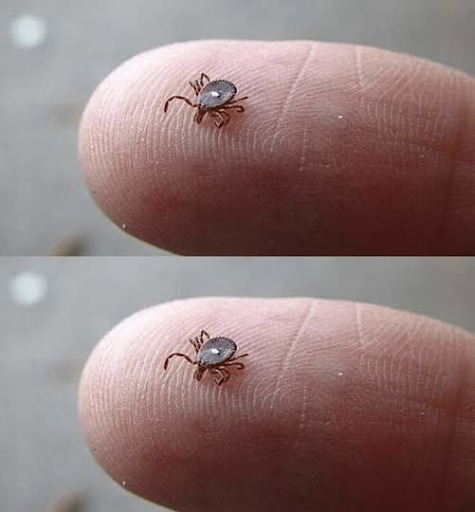 Vet någon vad det här är? Jag hittade den krypande på min sons ben efter en skogspromenad. Det såg ut som en fästing… Men den här konstiga vita fläcken skrämde mig verkligen. Jag är lite rädd. Har någon någonsin sett en sådan här? Borde jag vara orolig? Kolla den första kommentaren.