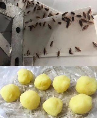 Kackerlacksfritt hem: Ett naturligt skyddssköld och hemavvisande medel i ett recept