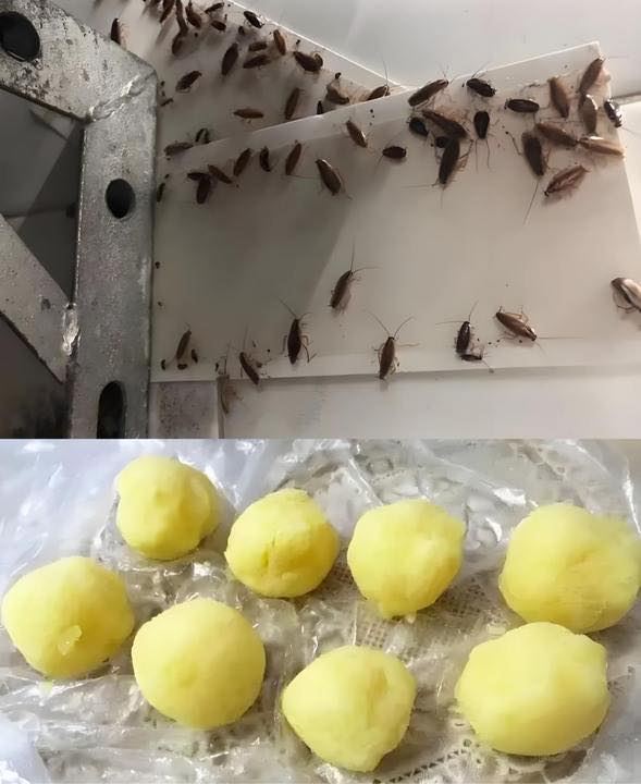 Kackerlacksfritt hem: Ett naturligt skyddssköld och hemavvisande medel i ett recept