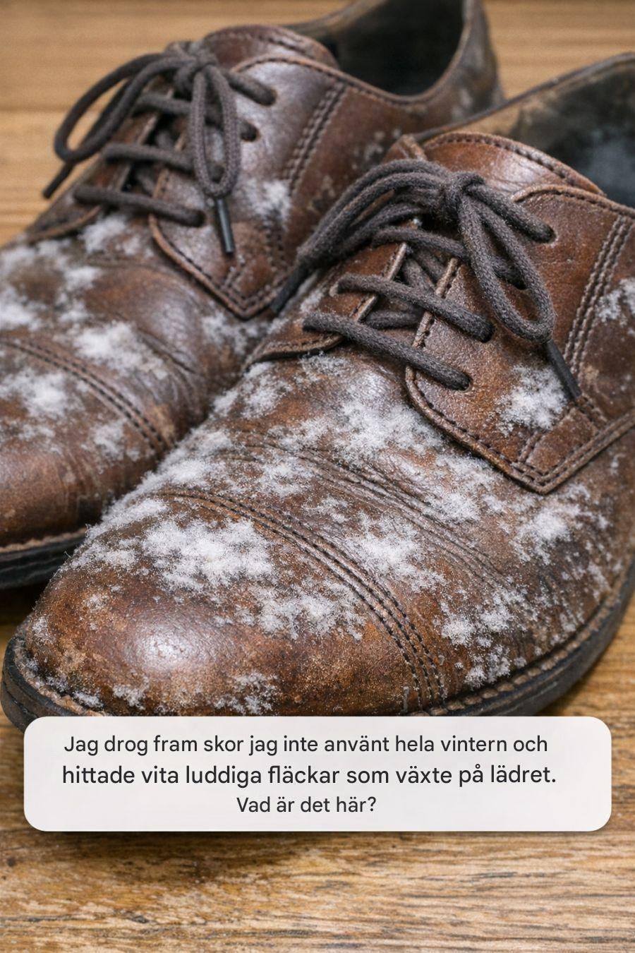 Jag drog fram skor som jag inte använt hela vintern och hittade vita luddiga fläckar som växte på lädret. Vad är det här?