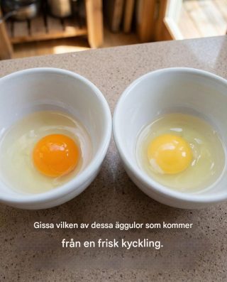 Gissa vilken av dessa äggulor som kommer från en frisk kyckling.