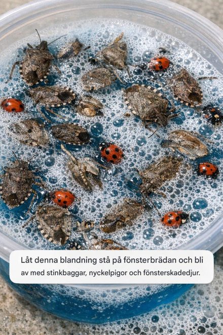 Låt denna blandning stå på fönsterbrädan och bli av med stinkbaggar, nyckelpigor och fönsterskadedjur.