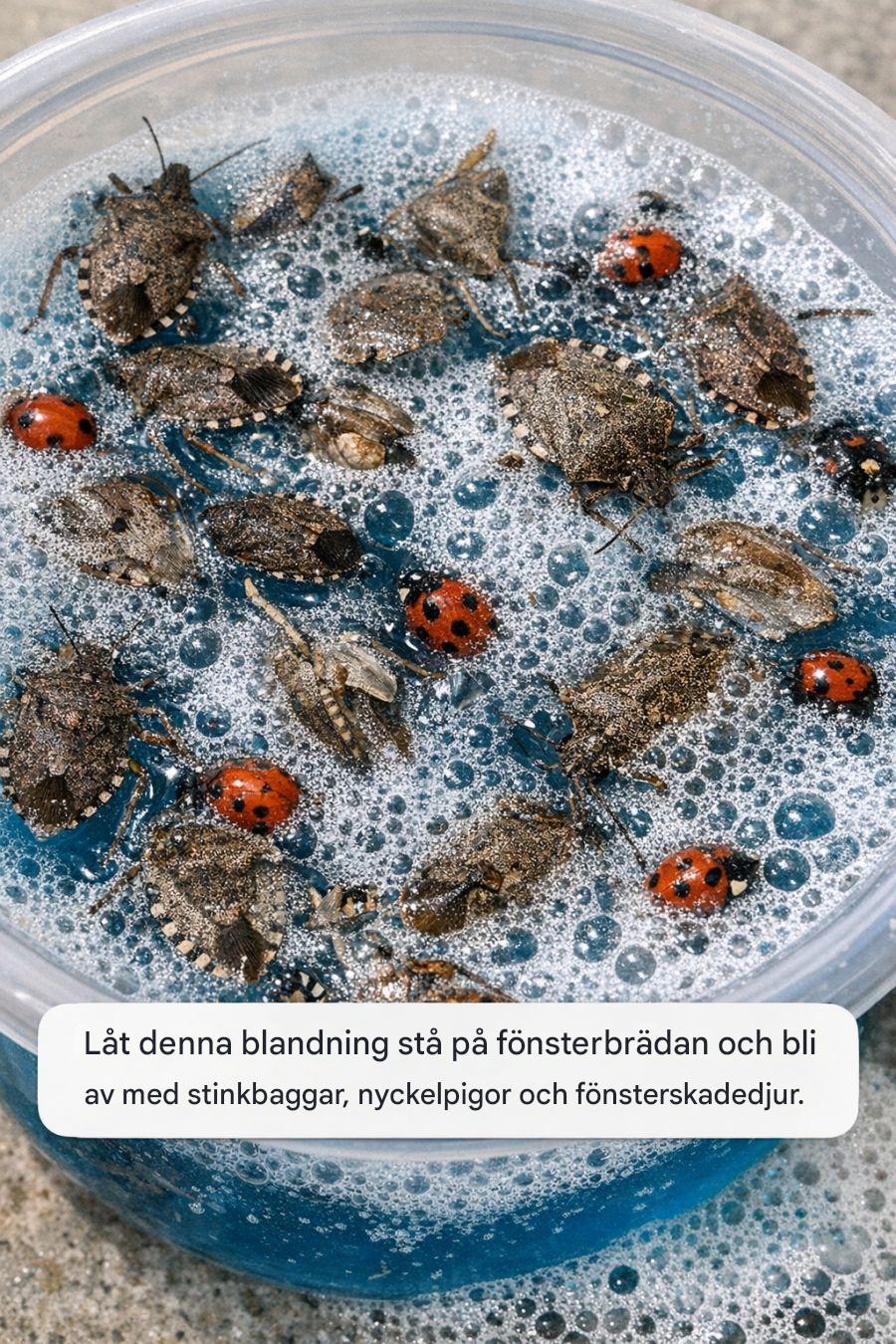 Låt denna blandning stå på fönsterbrädan och bli av med stinkbaggar, nyckelpigor och fönsterskadedjur.