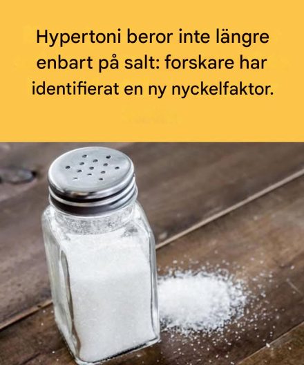 Hypertoni beror inte längre enbart på salt: forskare har identifierat en ny nyckelfaktor.