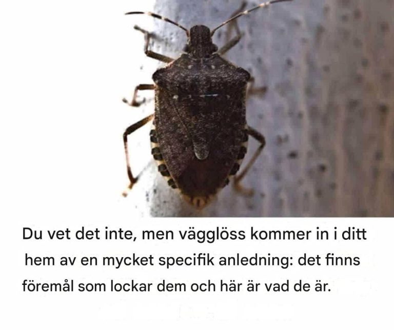 Du kanske inte vet det, men vägglöss kommer in i ditt hem av en mycket specifik anledning: det finns föremål som lockar dem och här är vad de är. Läs mer nedan.