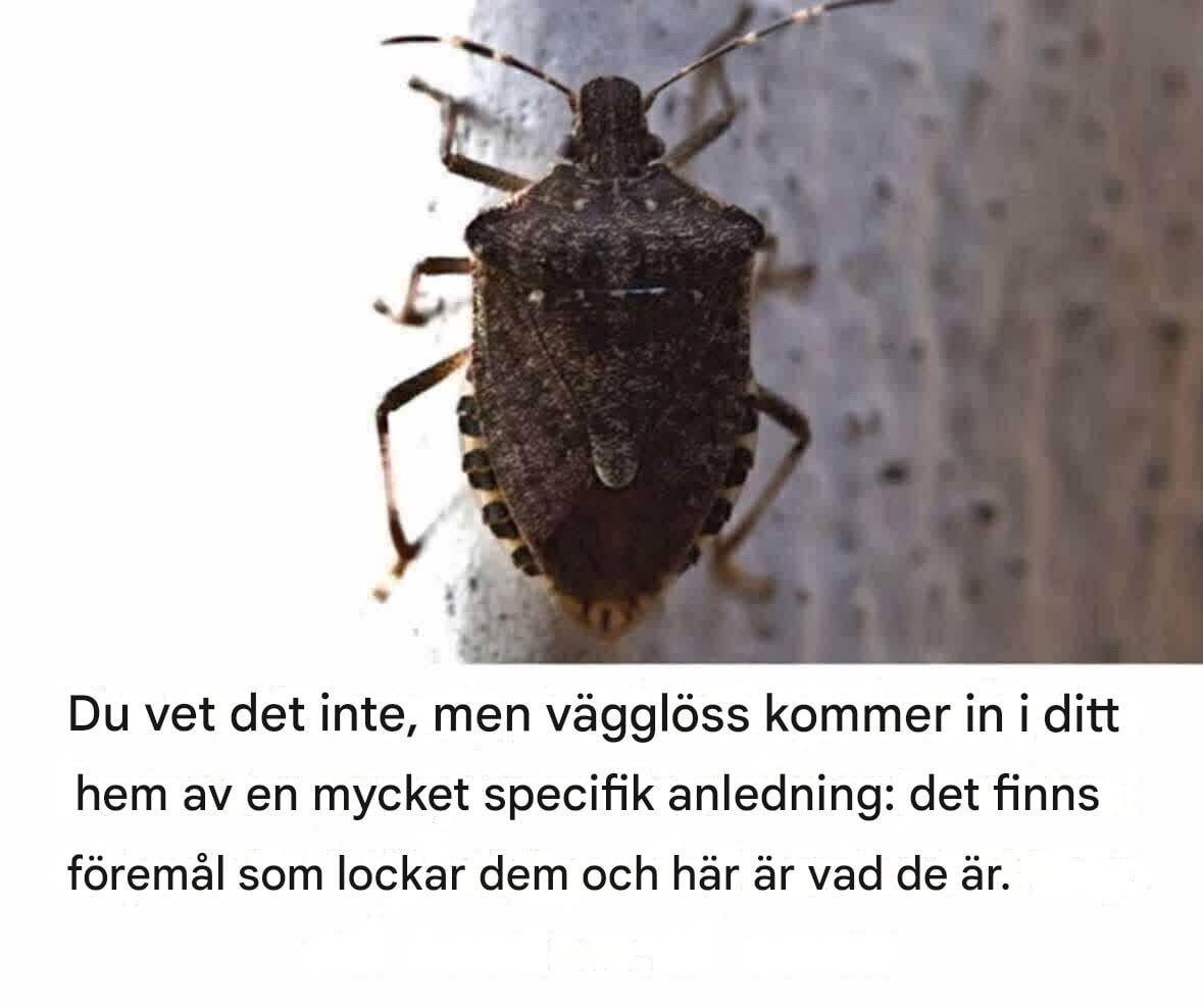 Du kanske inte vet det, men vägglöss kommer in i ditt hem av en mycket specifik anledning: det finns föremål som lockar dem och här är vad de är. Läs mer nedan.