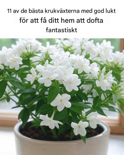 Krukväxter som får ditt hem att dofta fantastiskt
