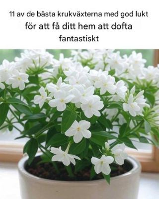 Lavendelns karakteristiska doft är känd för att främja avslappning och bättre sömn. Passar bäst i: sovrum och vilohörnor Skötselråd: – Fullt solljus – Väldränerad jord – Regelbunden beskärning för tätare tillväxt De mjuka lila blommorna och den rogivande doften gör den till en tidlös favorit.  Gardenia — rik och krämig Gardenior producerar vackra vita blommor med en djup, krämig och lyxig doft. Skötselråd: – Ljust, indirekt ljus – Hög luftfuktighet – Regelbunden vattning Den är något krävande, men doften är väl värd ansträngningen.  Eukalyptus — frisk och uppfriskande Eukalyptus ger en ren, spa-liknande doft som känns både uppiggande och fräsch. Skötselråd: – Mycket ljus – Måttlig vattning – God luftcirkulation Dess silvergröna blad ger dessutom en modern dekorativ känsla.  Mynta — krispig och ren
