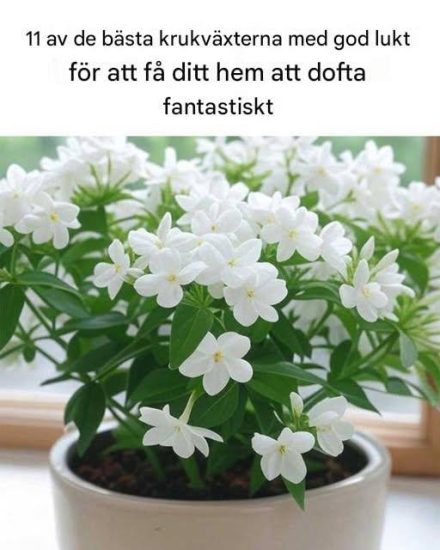 Lavendelns karakteristiska doft är känd för att främja avslappning och bättre sömn. Passar bäst i: sovrum och vilohörnor Skötselråd: – Fullt solljus – Väldränerad jord – Regelbunden beskärning för tätare tillväxt De mjuka lila blommorna och den rogivande doften gör den till en tidlös favorit.  Gardenia — rik och krämig Gardenior producerar vackra vita blommor med en djup, krämig och lyxig doft. Skötselråd: – Ljust, indirekt ljus – Hög luftfuktighet – Regelbunden vattning Den är något krävande, men doften är väl värd ansträngningen.  Eukalyptus — frisk och uppfriskande Eukalyptus ger en ren, spa-liknande doft som känns både uppiggande och fräsch. Skötselråd: – Mycket ljus – Måttlig vattning – God luftcirkulation Dess silvergröna blad ger dessutom en modern dekorativ känsla.  Mynta — krispig och ren