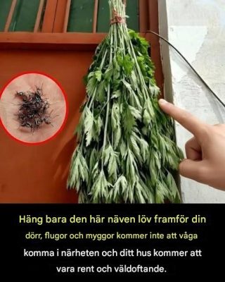 Häng dessa löv vid din dörr och se flugor och myggor försvinna