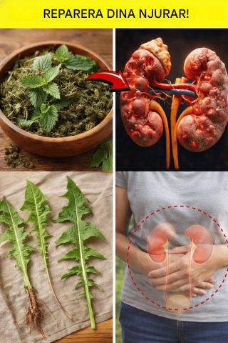 5 bästa örter för njurhälsa: Naturligt stöd med vetenskaplig bakgrund