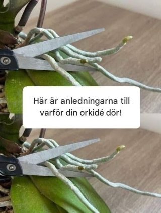 Här är anledningarna till varför din orkidé dör!
