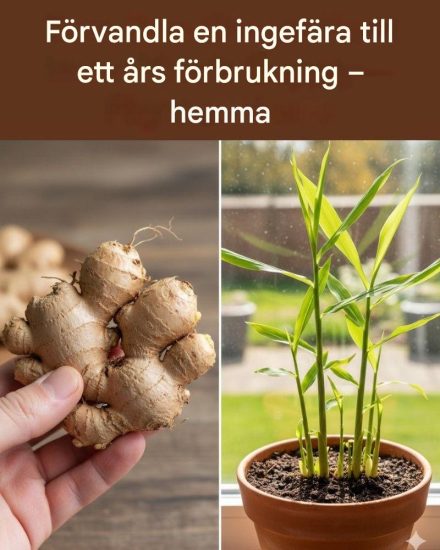 Odla din egen ständiga ingefärafabrik: Förvandla en rot till ett oändligt lager