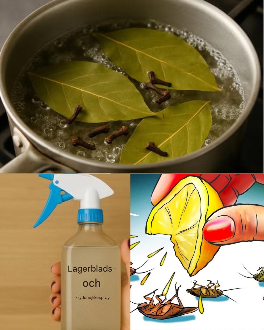Sätt på den här i 1 timme i ditt hus, så kommer du aldrig att se flugor, myggor eller kackerlackor igen.
