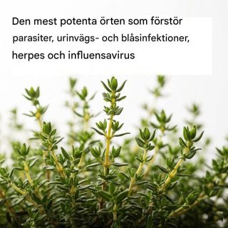 DEN MEST KRAFTIGA ÖRTEN SOM FÖRSTÖR PARASITER, URINVEGS- OCH BLÅSINFEKTIONER, HERPES OCH INFLUENSAVIRUS