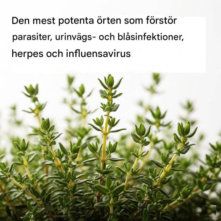 DEN MEST KRAFTIGA ÖRTEN SOM FÖRSTÖR PARASITER, URINVEGS- OCH BLÅSINFEKTIONER, HERPES OCH INFLUENSAVIRUS