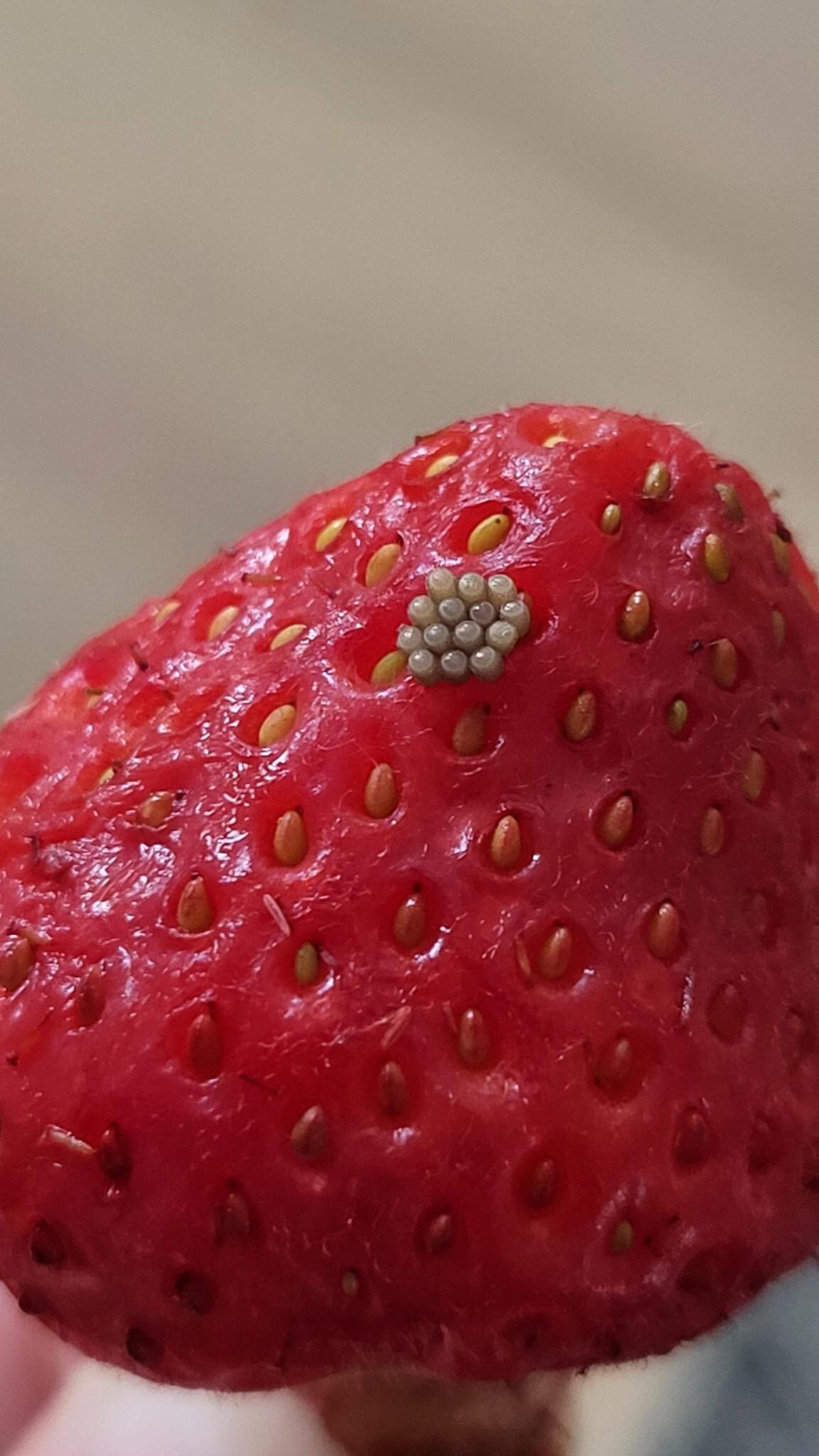 Jag blötlagde mina bär i saltvatten och såg de här vita, vickande sakerna komma ut. Ska jag bara slänga dem?