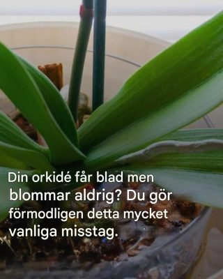 “Min orkidé har blad men inga blommor”: Felet som 90 % av människor gör utan att inse det