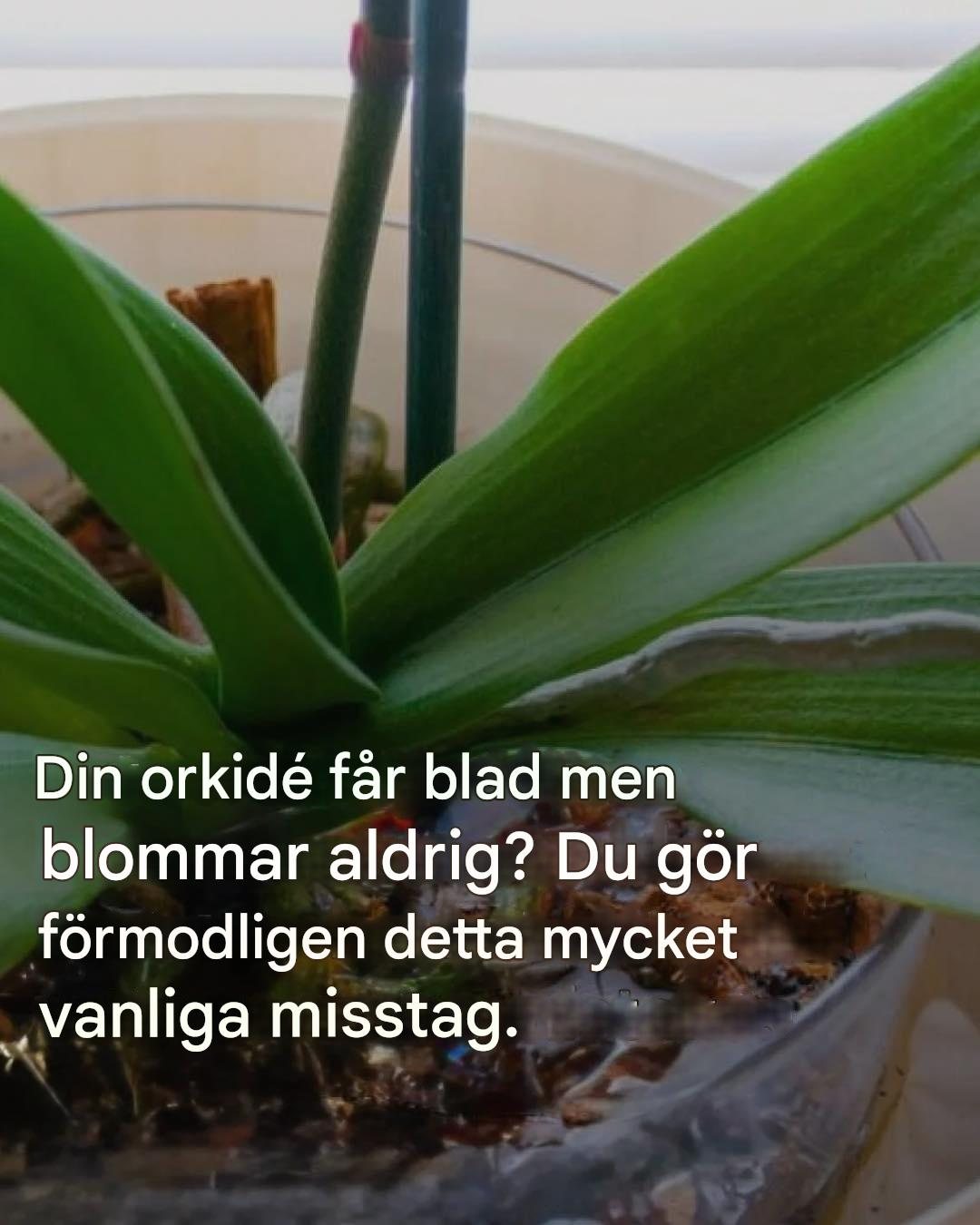“Min orkidé har blad men inga blommor”: Felet som 90 % av människor gör utan att inse det