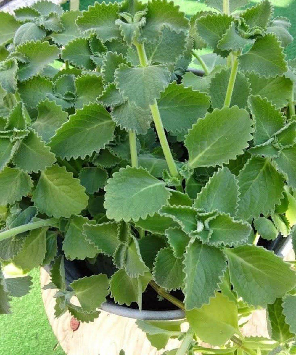 En vetenskaplig titt på oregano roll i att stödja välbefinnande
