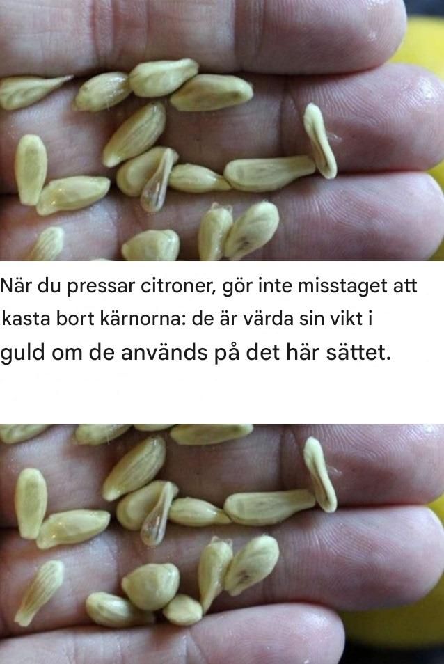När du pressar citroner, gör inte misstaget att kasta bort kärnorna: de är värda sin vikt i guld om de används på det här sättet.