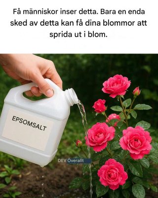 Få människor inser detta. Bara en enda sked kan få dina blommor att sprida ut i blom.