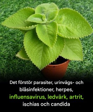 Oregano och matsmältningshälsa: Hur denna ört stödjer din mage