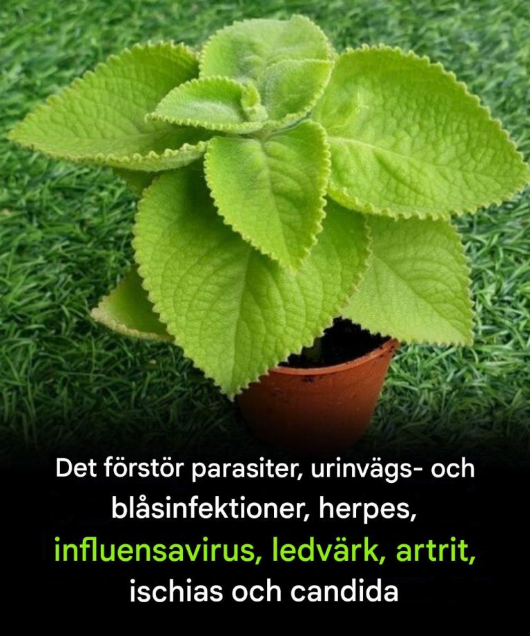 Oregano och matsmältningshälsa: Hur denna ört stödjer din mage