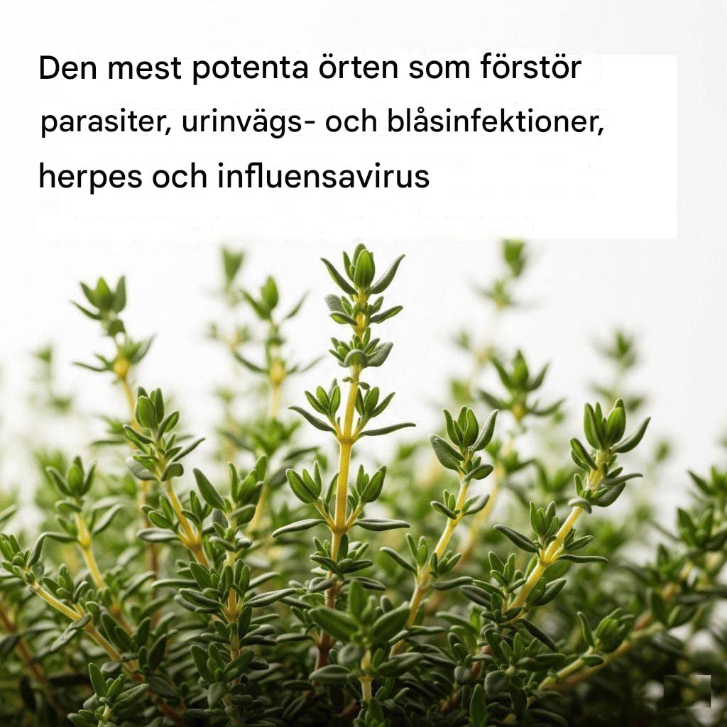 DEN MEST KRAFTIGA ÖRTEN SOM FÖRSTÖR PARASITER, URINVEGS- OCH BLÅSINFEKTIONER, HERPES OCH INFLUENSAVIRUS