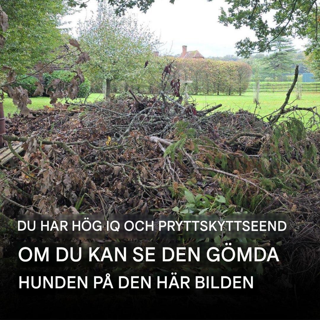 Kan du hitta hunden? Anta internets virala pusselutmaning!