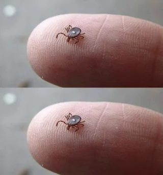 Vet någon vad det här är? Jag hittade den krypande på min sons ben efter en skogspromenad. Det såg ut som en fästing… Men den här konstiga vita fläcken skrämde mig verkligen. Jag är lite rädd. Har någon någonsin sett en sådan här? Borde jag vara orolig? Kolla den första kommentaren.