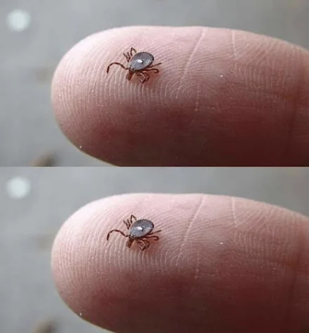 Vet någon vad det här är? Jag hittade den krypande på min sons ben efter en skogspromenad. Det såg ut som en fästing… Men den här konstiga vita fläcken skrämde mig verkligen. Jag är lite rädd. Har någon någonsin sett en sådan här? Borde jag vara orolig? Kolla den första kommentaren.