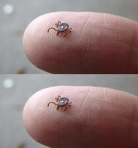 Vet någon vad det här är? Jag hittade den krypande på min sons ben efter en skogspromenad. Det såg ut som en fästing… Men den här konstiga vita fläcken skrämde mig verkligen. Jag är lite rädd. Har någon någonsin sett en sådan här? Borde jag vara orolig? Kolla den första kommentaren.