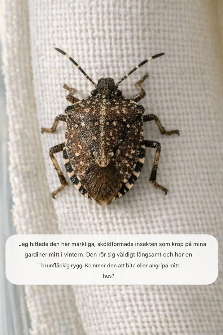 Jag hittade den här märkliga, sköldformade insekten som kröp på mina gardiner mitt i vintern. Den rör sig väldigt långsamt och har en brunfläckig rygg. Kommer den att bita eller angripa mitt hus?