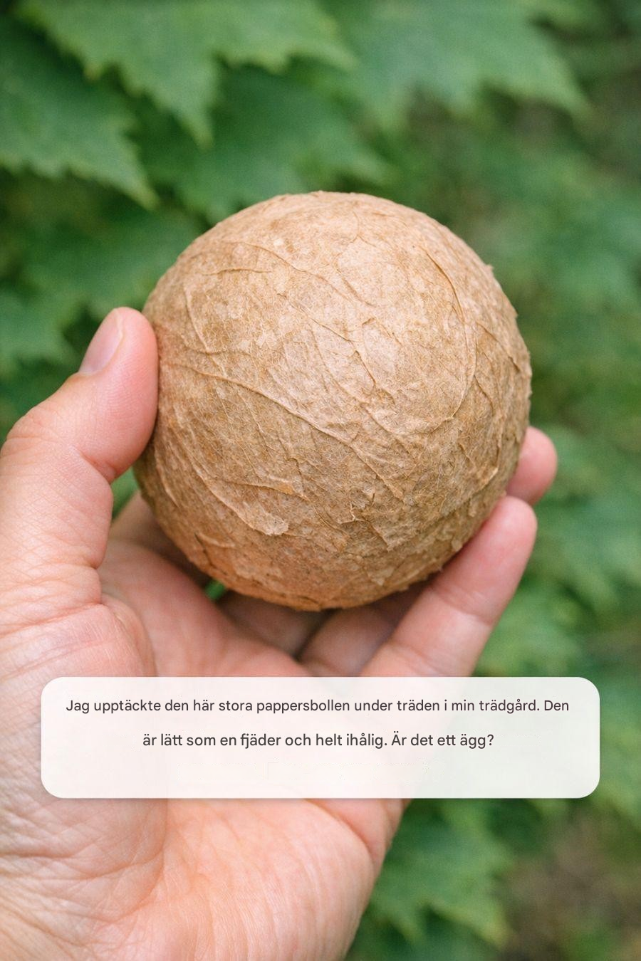 Jag upptäckte den här stora pappersbollen under träden i min trädgård. Den är lätt som en fjäder och helt ihålig. Är det ett ägg?