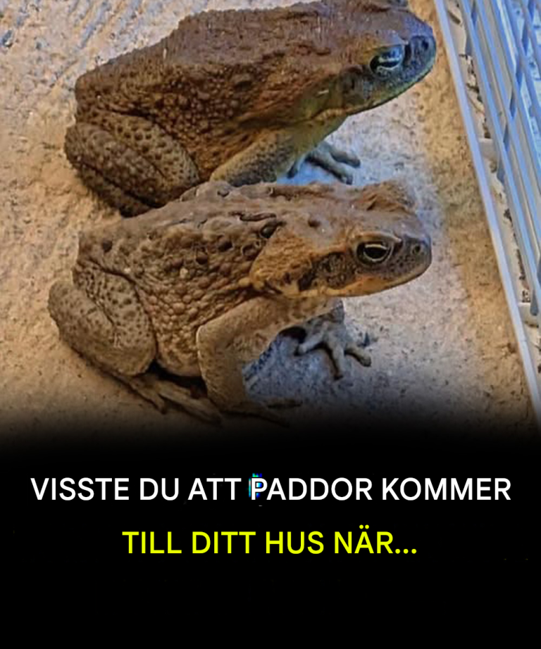 Visste du att paddor kommer hem till dig när…