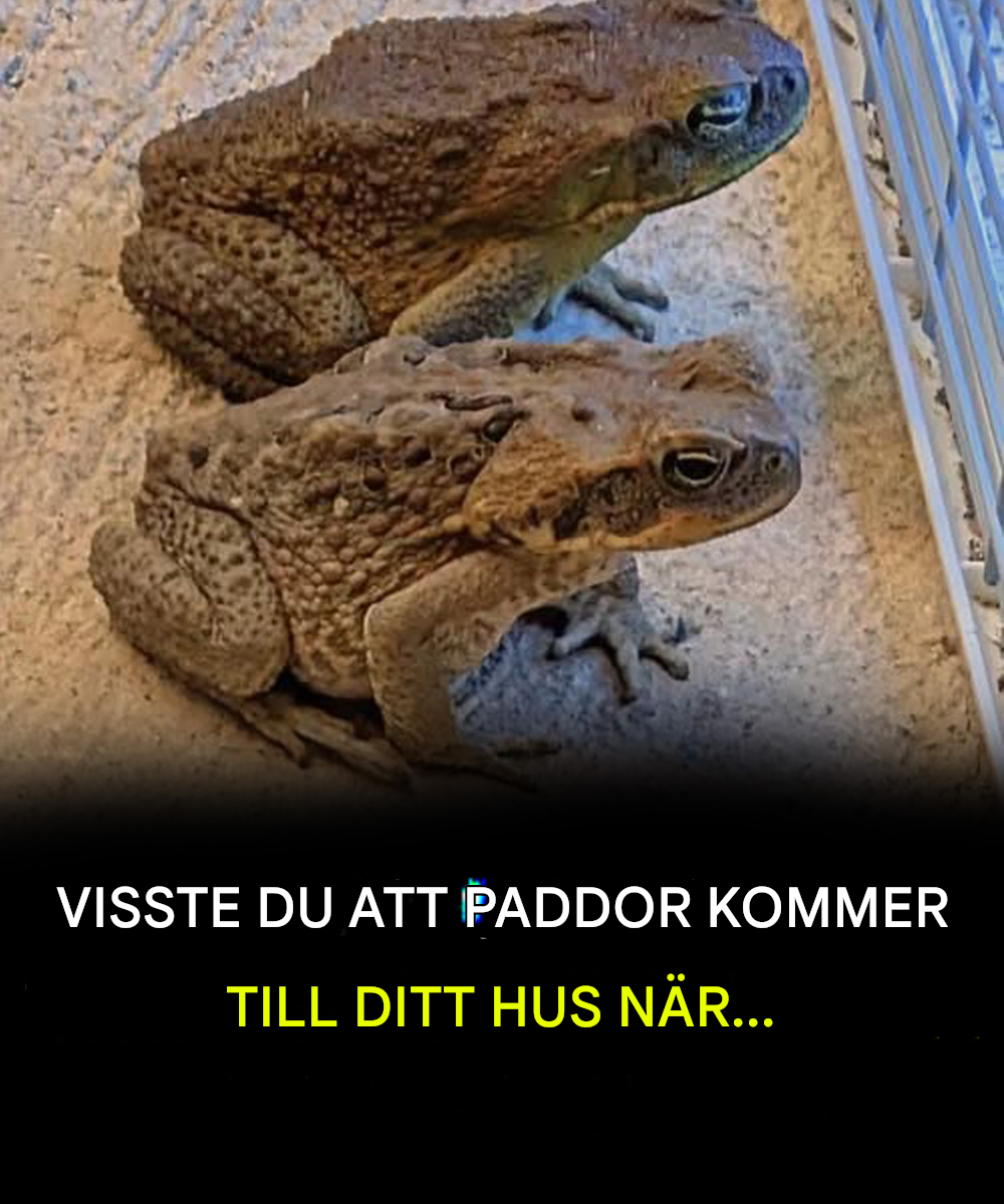 Visste du att paddor kommer hem till dig när…