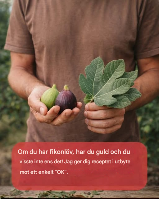Fikonlöv: Det dolda gröna guldet du har kastat bort utan att veta om det!