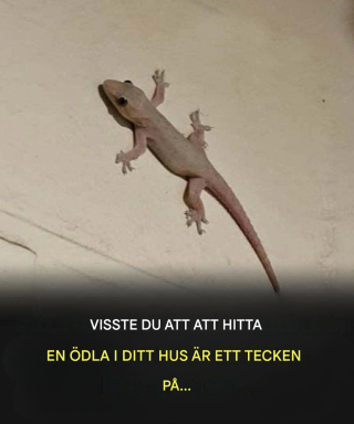 Den andliga innebörden av en ödla som kommer in i ditt hem i olika kulturer
