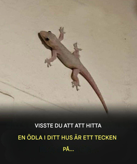Den andliga innebörden av en ödla som kommer in i ditt hem i olika kulturer