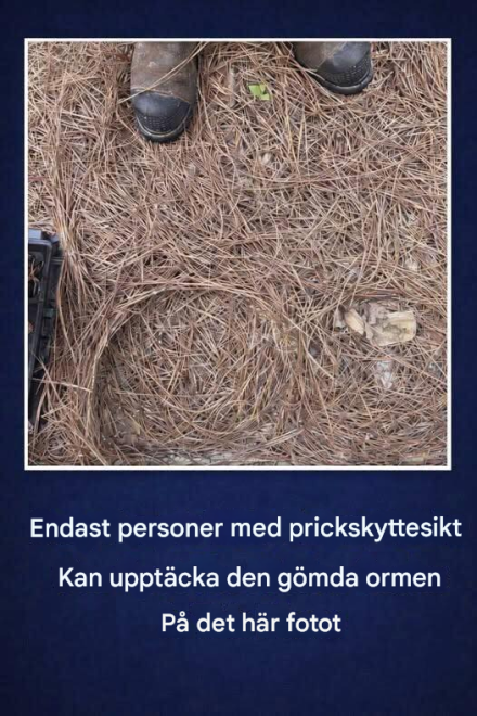 Tror du att du har prickskyttesikte? Hitta den gömda ormen på det här fotot