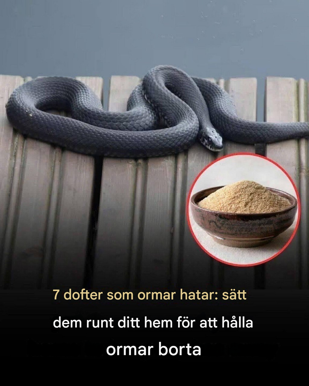 Vissa dofter är kända för att stöta bort ormar på grund av deras känsliga luktsystem. Vi ska utforska 7 dofter som ormar hatar och hur du kan använda dem för att hålla dessa hala varelser borta från ditt hem.