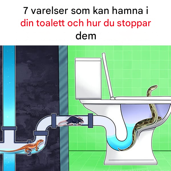 7 varelser som kan hamna i din toalett och hur du stoppar dem